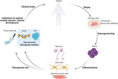 The Potential of Induced Pluripotent Stem Cells to Test Gene Therapy Approaches for Neuromuscular and Motor Neuron Disorders